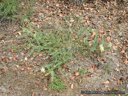 Sivun Astragalus pomonensis M. E. Jones kuva