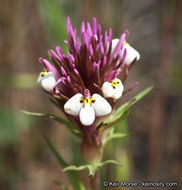 Image of denseflower Indian paintbrush