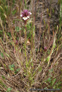 Image of denseflower Indian paintbrush