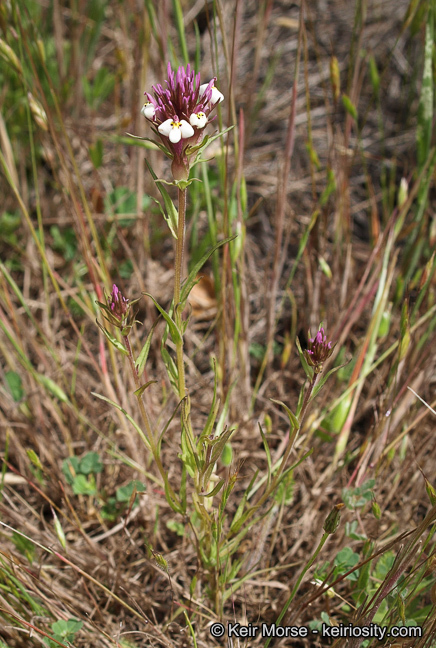 Image of denseflower Indian paintbrush