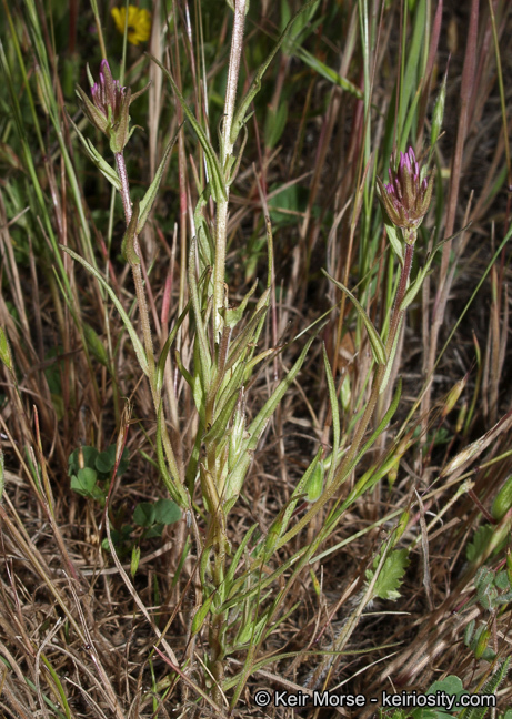 Image of denseflower Indian paintbrush