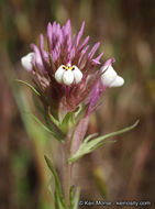 Image of denseflower Indian paintbrush