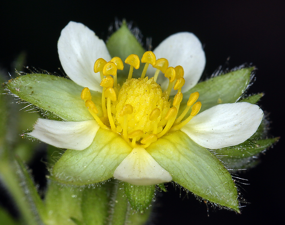 Image of <i>Drymocallis <i>glandulosa</i></i> var. glandulosa