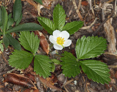 Image of Virginia strawberry