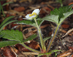 Image of Virginia strawberry