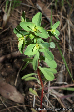 Euphorbia spathulata Lam. resmi