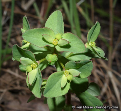 Euphorbia spathulata Lam. resmi