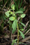 Euphorbia spathulata Lam. resmi