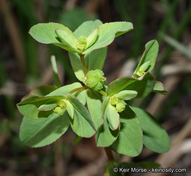 Euphorbia spathulata Lam. resmi