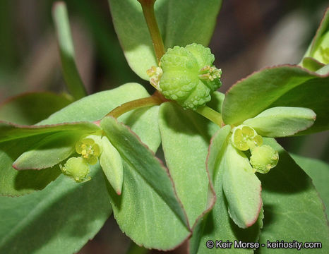 Euphorbia spathulata Lam. resmi