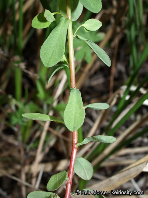 Euphorbia spathulata Lam. resmi