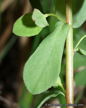 Euphorbia spathulata Lam. resmi