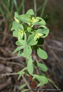 Euphorbia spathulata Lam. resmi