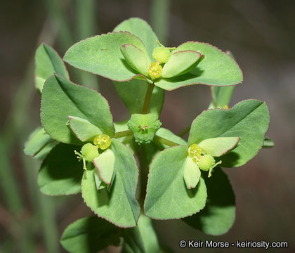 Euphorbia spathulata Lam. resmi