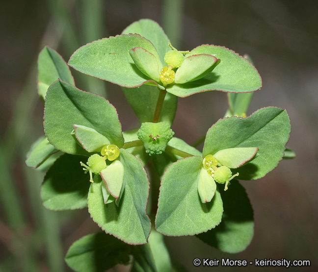 Image of Warty Spurge