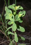 Euphorbia spathulata Lam. resmi