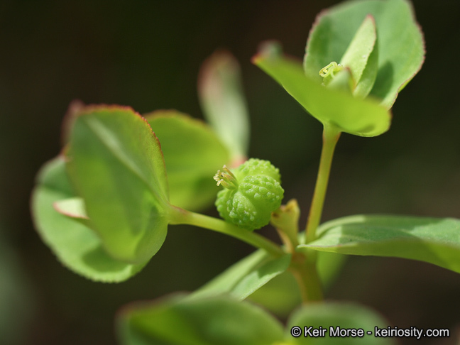 Euphorbia spathulata Lam. resmi