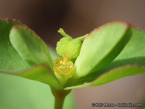 Euphorbia spathulata Lam. resmi