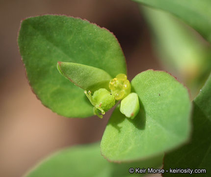 Euphorbia spathulata Lam. resmi