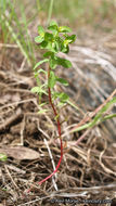 Image of Warty Spurge