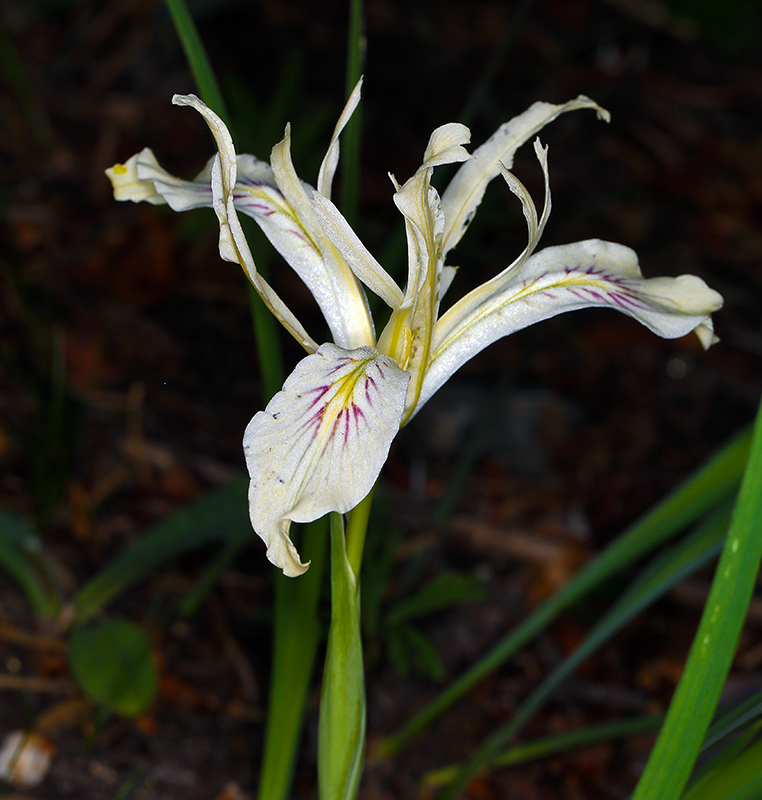 Image of bowltube iris