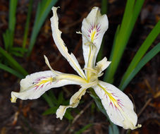 Image of bowltube iris