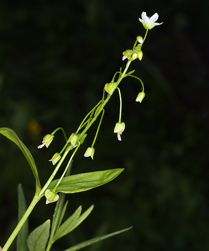 Image of Siberian springbeauty