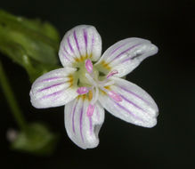 Plancia ëd Claytonia sibirica L.