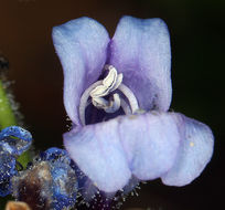 Image of Siskiyou beardtongue