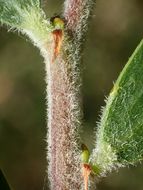 Image of Red-eyed Wattle