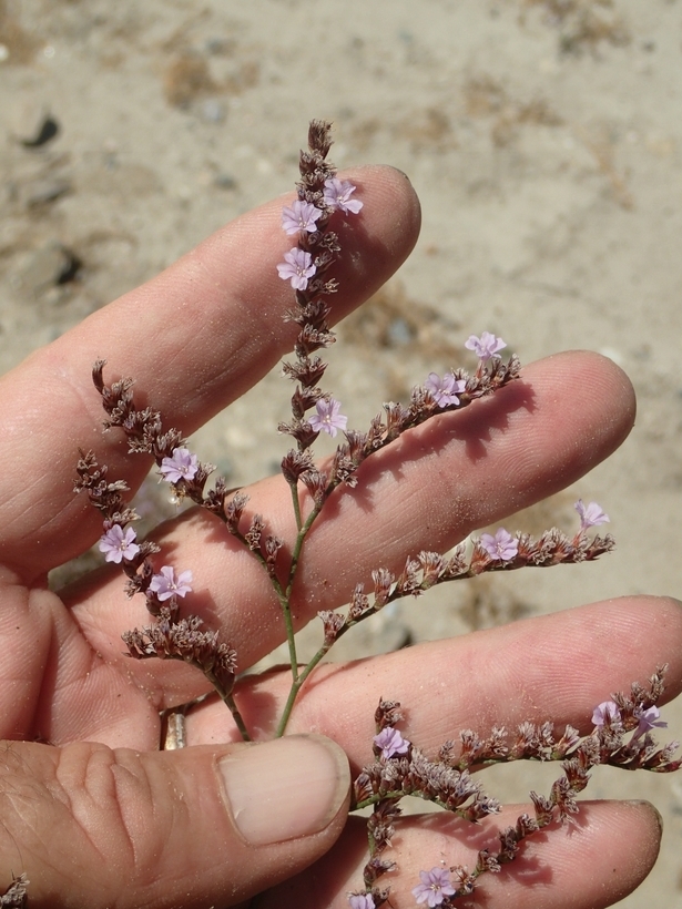 Image of European sea lavendar