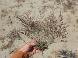 Image of European sea lavendar