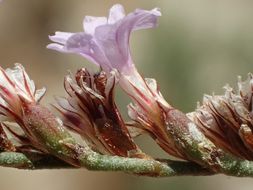 Image of European sea lavendar