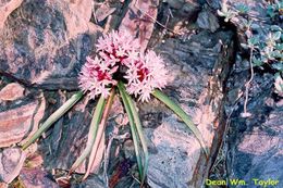 Слика од Allium yosemitense Eastw.