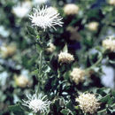 Image of Shasta snakeroot