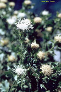 Ageratina shastensis (Taylor & Stebb.) R. King & H. Rob.的圖片