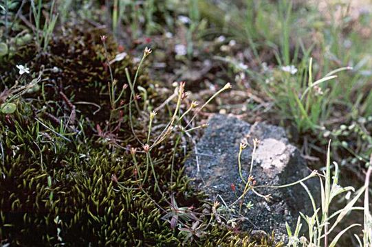 صورة Androsace elongata subsp. acuta (Greene) G. T. Robbins