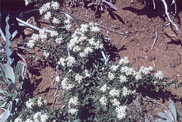 Image of Pine Hill buckbrush