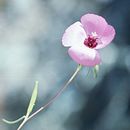 Image of beaked clarkia