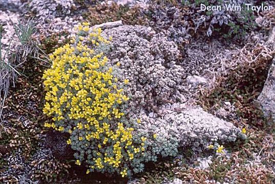 Image of parasol draba