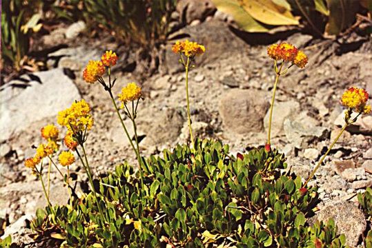 Image of Donner Pass buckwheat