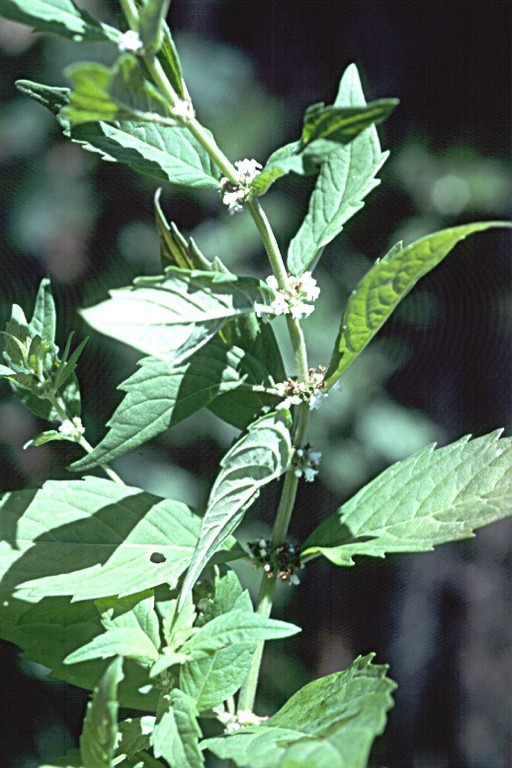 Image of northern bugleweed