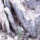 Image of Carson Range rockcress