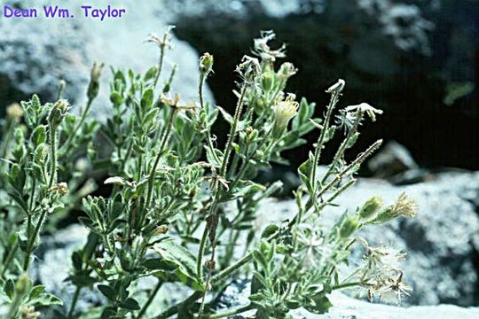 Image of Mt. Shasta arnica