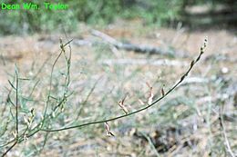 Imagem de Astragalus inversus M. E. Jones