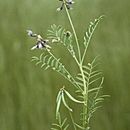 Image of <i>Astragalus <i>tener</i></i> var. tener