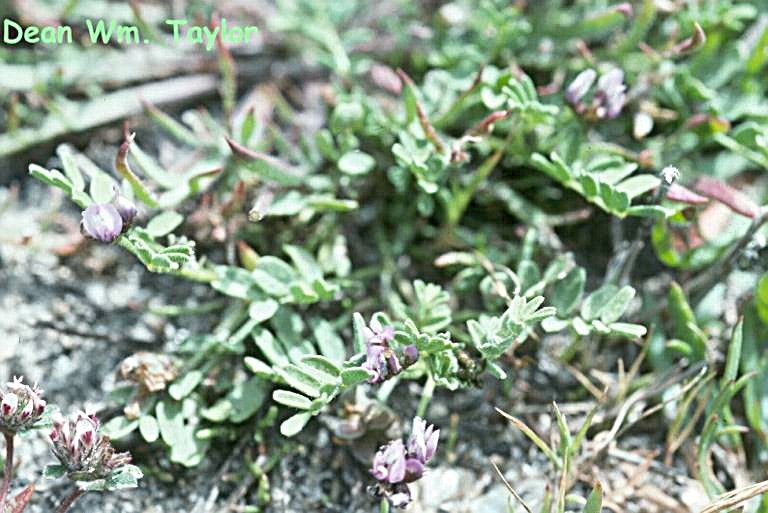 Sivun Astragalus tener var. titi (Eastw.) Barneby kuva