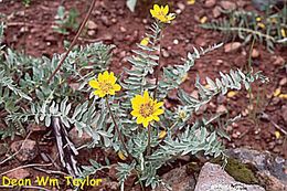 Image of California balsamroot