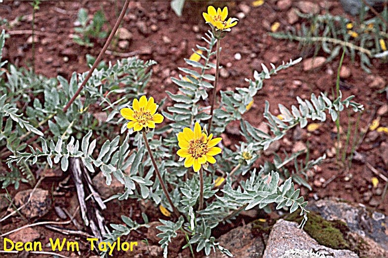 Image of California balsamroot