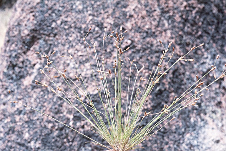 Image of Densetuft Hairsedge